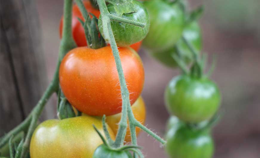 tomaten verschiedener Reifegrade am strauch
