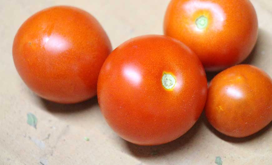 reife tomaten aus dem garten