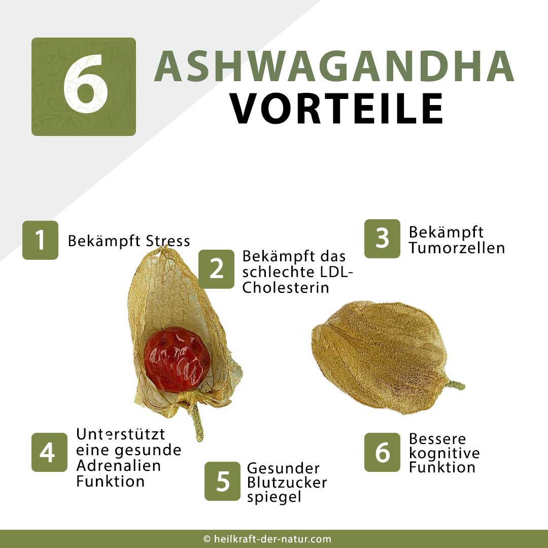 6 Ashwagandha Vorteile